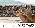 寄り添う鹿 91527962