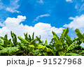 バナナの葉と青空 91527968