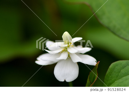 八重咲きのドクダミ 八重咲きのドクダミ 91528024