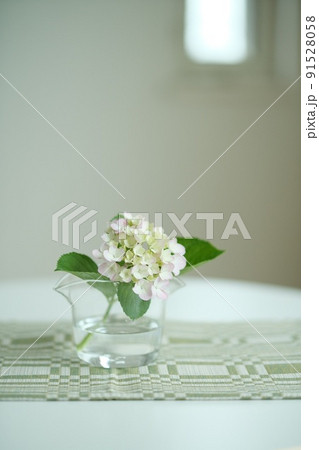紫陽花 紫陽花 91528058