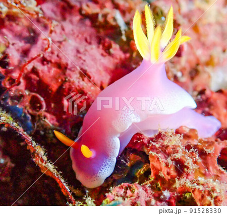 シンデレラウミウシの写真素材 [91528330] - PIXTA