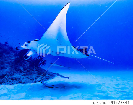 マンタ 91528341