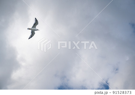Seagull flying and hovering against a moody dramatic cloudy sky background. Photo of bird on sky Seagull flying and hovering against a moody dramatic cloudy sky background. Photo of bird on sky 91528373