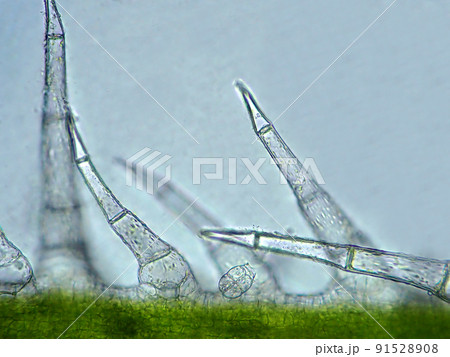 きゅうりの葉のとげ（400倍）の顕微鏡写真 91528908