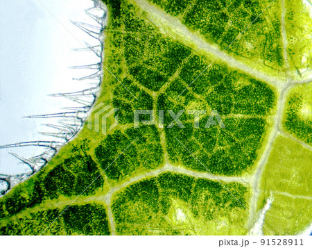 きゅうりの葉の表面（100倍）の顕微鏡写真 91528911