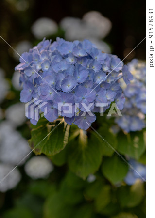 アジサイ 91528931