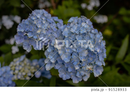 アジサイ 91528933