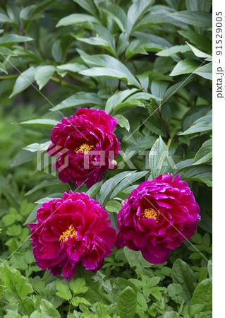 Crimson peonies with yellow centers. Vertical frame. High quality photo Crimson peonies with yellow centers. Vertical frame. High quality photo 91529005