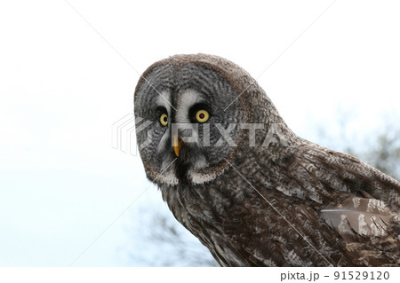 owl (Strigiformes) owl (Strigiformes) 91529120