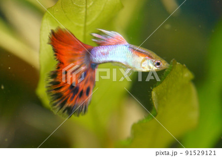 Guppy (Poecilia reticulata) Guppy (Poecilia reticulata) 91529121