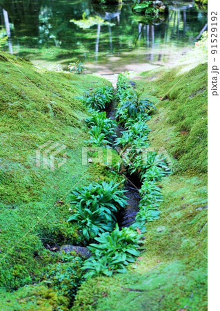 【世界文化遺産】京都・西芳寺（苔寺）6月撮影 91529192