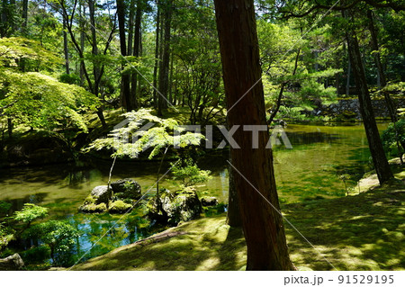 【世界文化遺産】京都・西芳寺(苔寺)6月撮影 【世界文化遺産】京都・西芳寺(苔寺)6月撮影 91529195