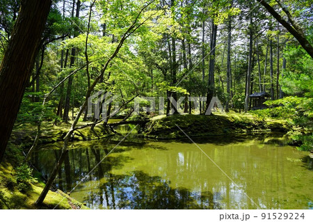 【世界文化遺産】京都・西芳寺(苔寺)6月撮影 【世界文化遺産】京都・西芳寺(苔寺)6月撮影 91529224