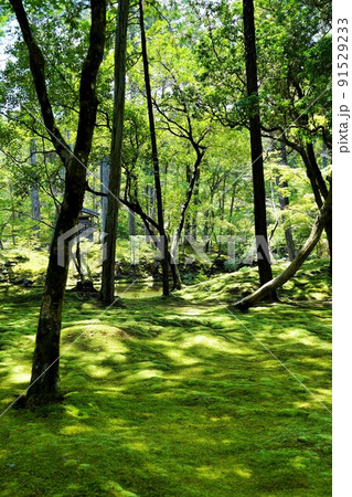 【世界文化遺産】京都・西芳寺(苔寺)6月撮影 【世界文化遺産】京都・西芳寺(苔寺)6月撮影 91529233