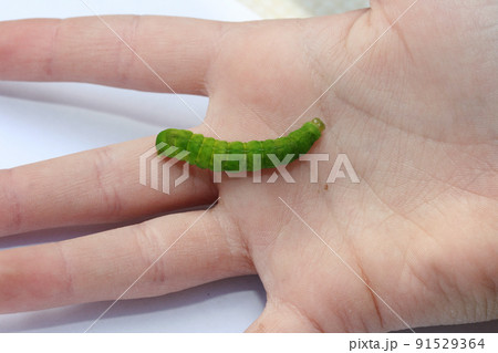 green caterpillar green caterpillar 91529364