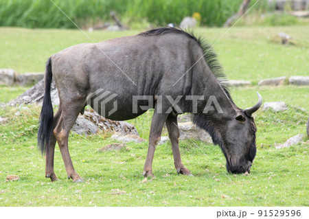 Wildebeest   (Connochaetes) 91529596