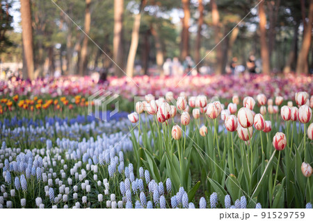 公園のチューリップ花壇 公園のチューリップ花壇 91529759