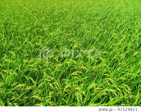 真夏の豊作の田圃風景 91529821