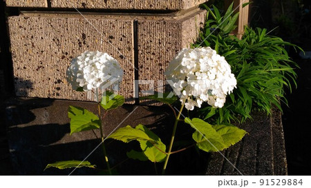 門扉花壇の白い紫陽花の花 91529884