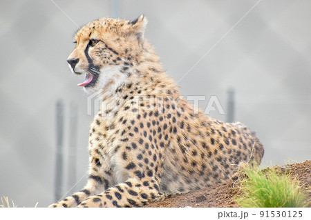 休憩中のチーター 91530125