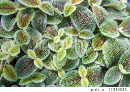 Episcia patterned leaves. Fresh ornamental plant. Cover ground plant. Nature background 91530336