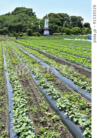 見沼田圃　風車のある田園風景 91530526