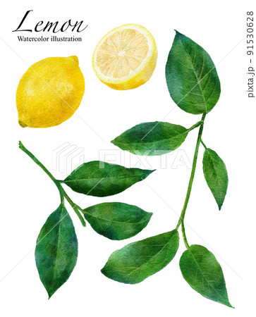 レモンの実と葉っぱの水彩画イラスト レモンの実と葉っぱの水彩画イラスト 91530628
