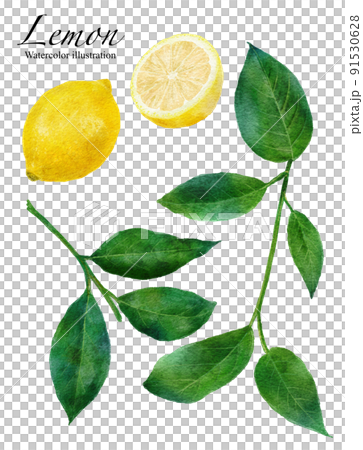 レモンの実と葉っぱの水彩画イラスト レモンの実と葉っぱの水彩画イラスト 91530628