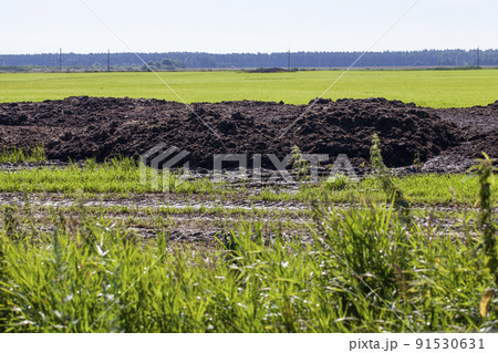 piles of humus manure on the field to fertilize the field territory piles of humus manure on the field to fertilize the field territory 91530631