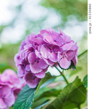 紫陽花 91530860