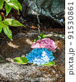 紫陽花 91530861