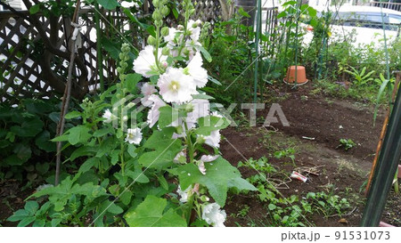 野菜畑のタチアオイの白い花 91531073