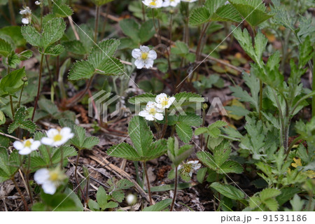 6月のさわやかな風に吹かれ、憧れの上高地を散策しながら多種多様な植物を観賞 6月のさわやかな風に吹かれ、憧れの上高地を散策しながら多種多様な植物を観賞 91531186