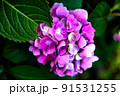 紫陽花 91531255
