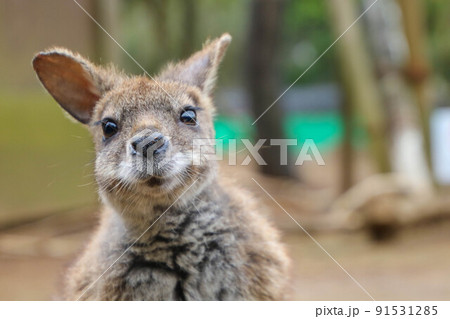 目線をくれたカンガルー 目線をくれたカンガルー 91531285