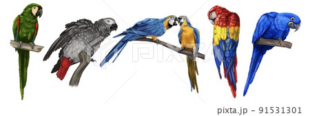 a large set of parrots. Realistic illustration of parrot species. Macaw parrots, blue macaw, Jaco and yellow-blue macaw a large set of parrots. Realistic illustration of parrot species. Macaw parrots, blue macaw, Jaco and yellow-blue macaw 91531301