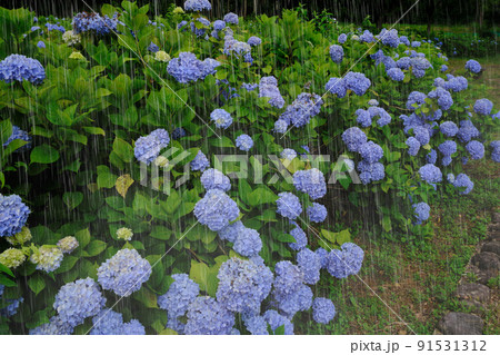 雨とあじさい 雨を強調 雨とあじさい 雨を強調 91531312