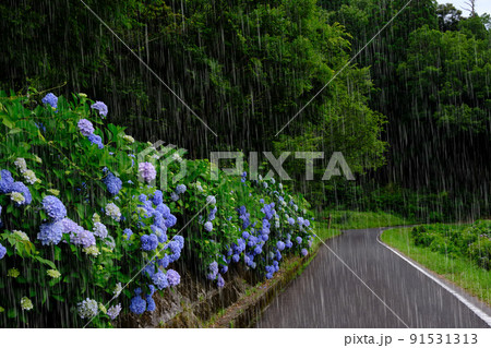 雨とあじさい 雨を強調 雨とあじさい 雨を強調 91531313