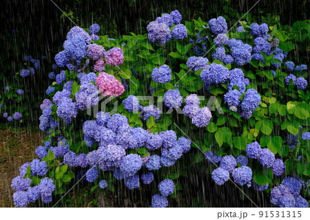 雨とあじさい 雨を強調 雨とあじさい 雨を強調 91531315