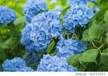 雨とあじさい 雨を強調 雨とあじさい 雨を強調 91531327