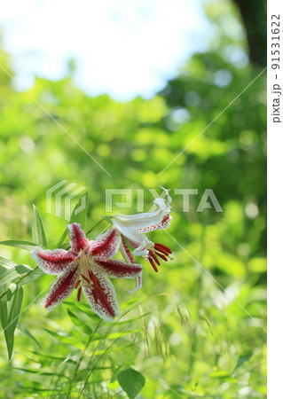 ベニスジヤマユリ　稀種　初夏の花　里山 91531622