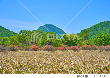 春の群馬県高崎市榛名湖町の磨墨峠(するすとうげ)付近から北西側の烏帽子ヶ岳を見る 春の群馬県高崎市榛名湖町の磨墨峠(するすとうげ)付近から北西側の烏帽子ヶ岳を見る 91531710
