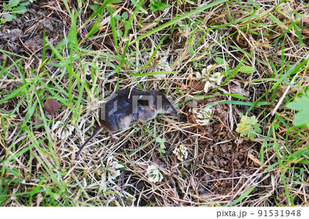 The cat caught the poor little mole and brought it to me as a gift 91531948