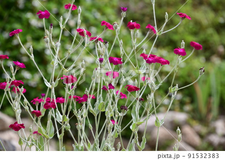 赤紫色の花が咲くスイセンノウ 91532383