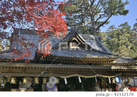 快晴の下の、大宝八幡宮の色づいたもみじと拝殿 快晴の下の、大宝八幡宮の色づいたもみじと拝殿 91532570