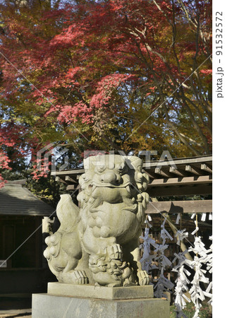 大宝八幡宮の色づいたもみじと狛犬 91532572