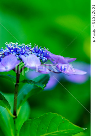 青い紫陽花 91532601