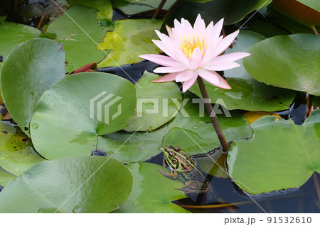 トウキョウダルマガエルとスイレンの花 91532610