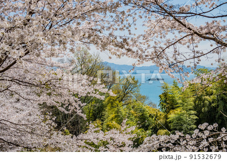 広島・東広島・安芸津・正福寺山公園の花見 91532679