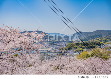 広島・東広島・安芸津・正福寺山公園の花見 91532685